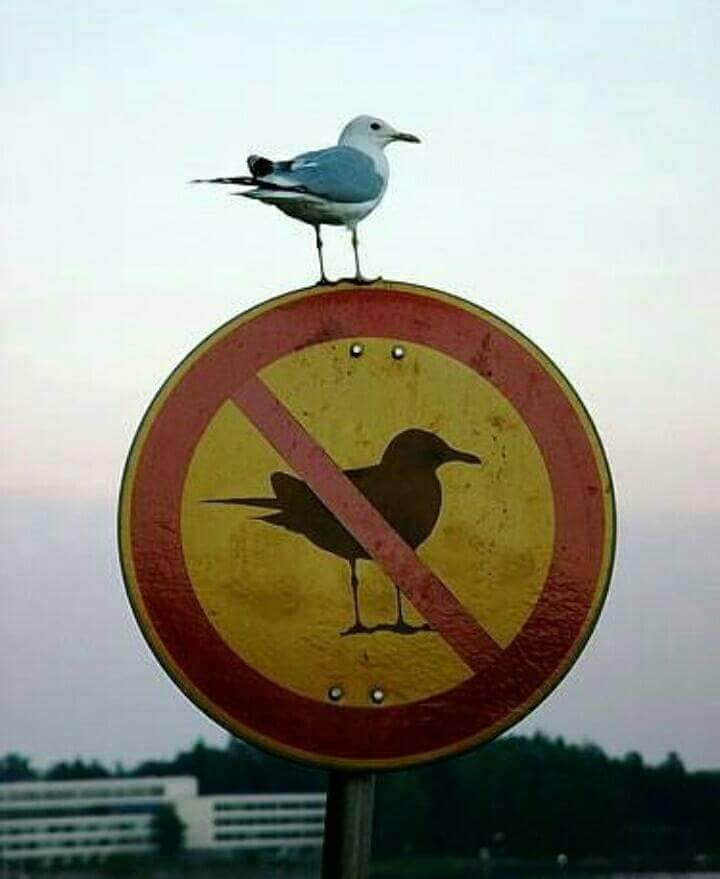 un oiseau sur un panneau oiseau interdit, une vraie source d'inspiration